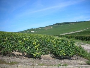 ay champagne 09092006 075.jpg