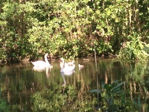 cygnes 2.JPG