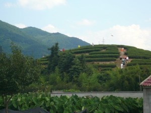 Taiping Hash 31.7.10-2.jpg